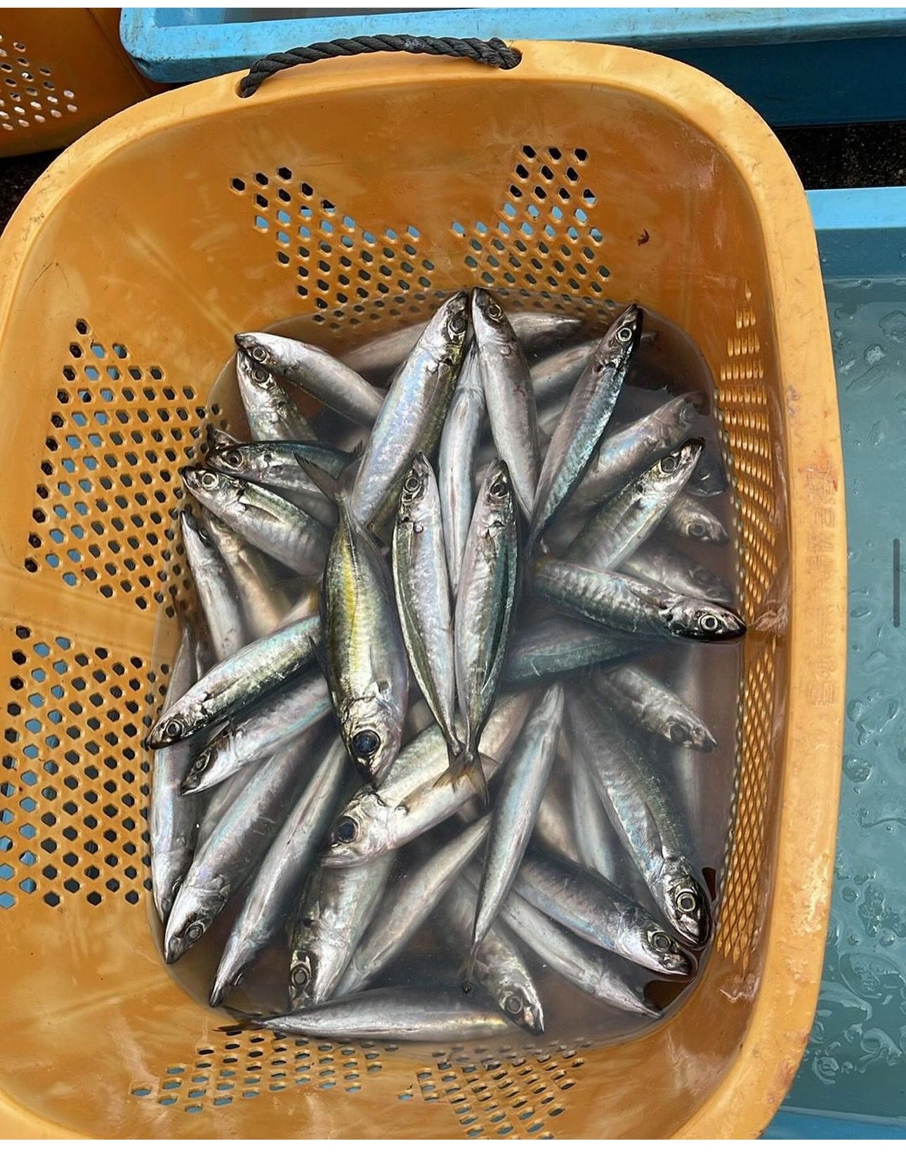 Ikan Saba Segar / 5 kg