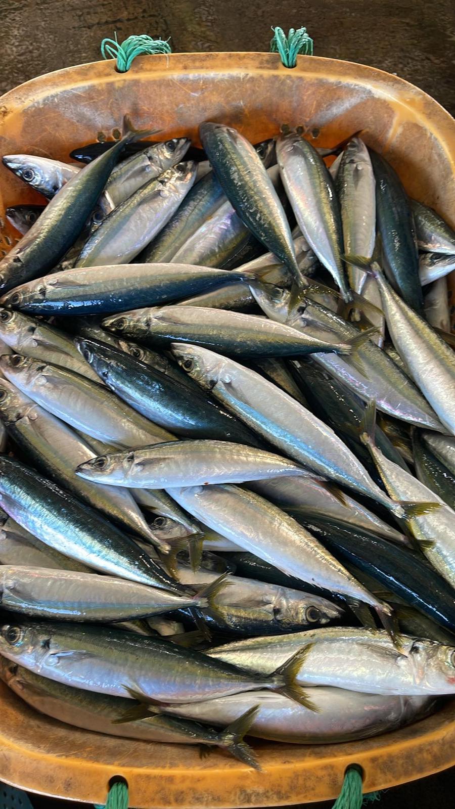 Ikan Malalugis / 2kg