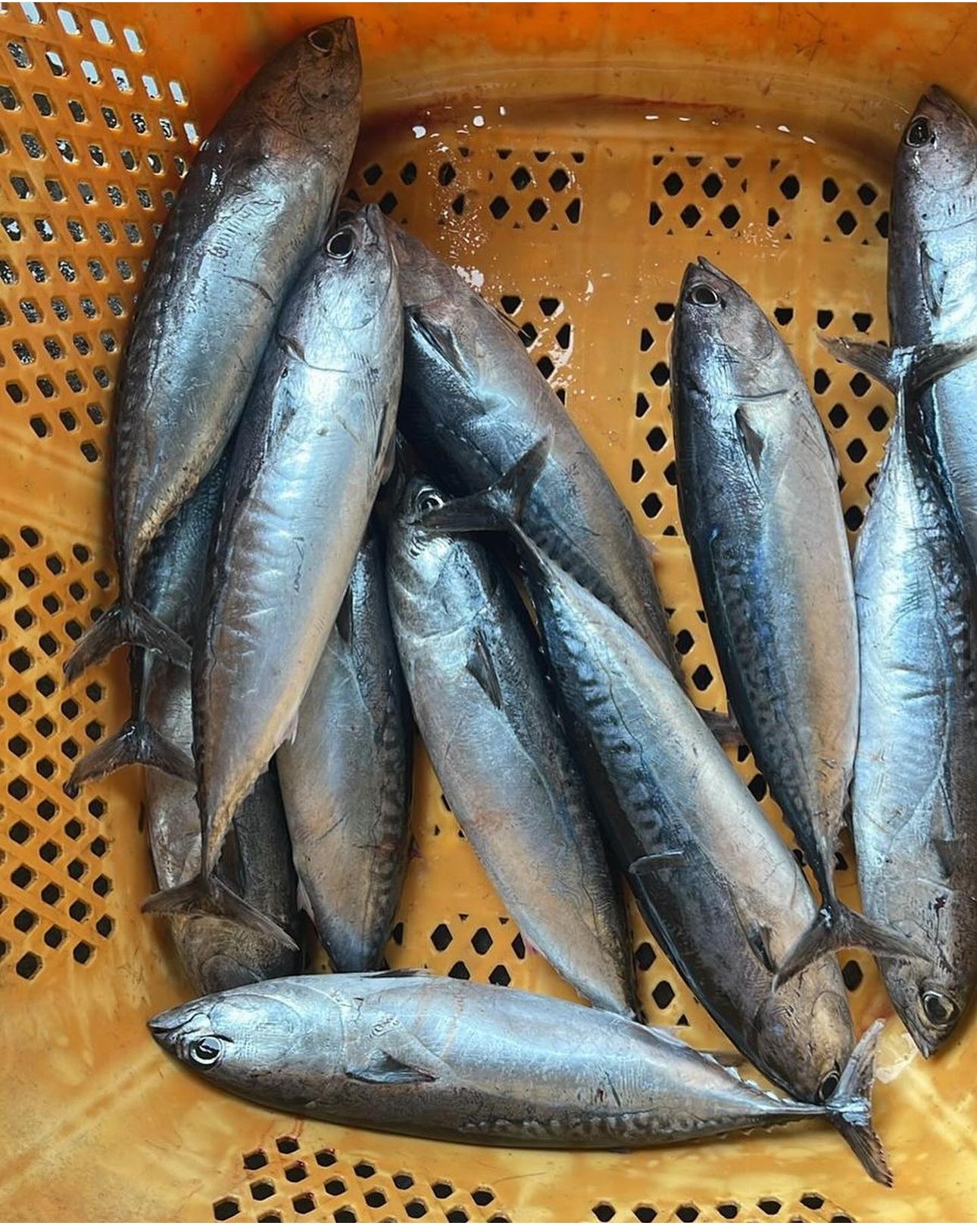 Ikan Tongkol Segar / 2 kg